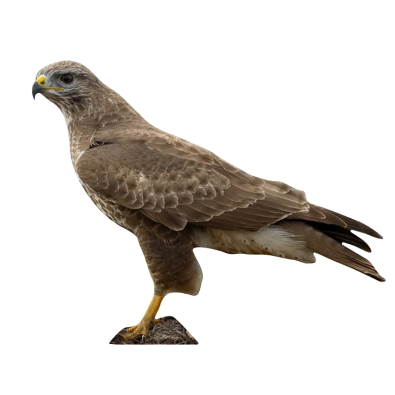 Tieraufsteller Mäusebussard