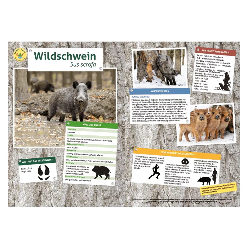 Lernort Natur-Tiertafel DIN A3 Wildschwein