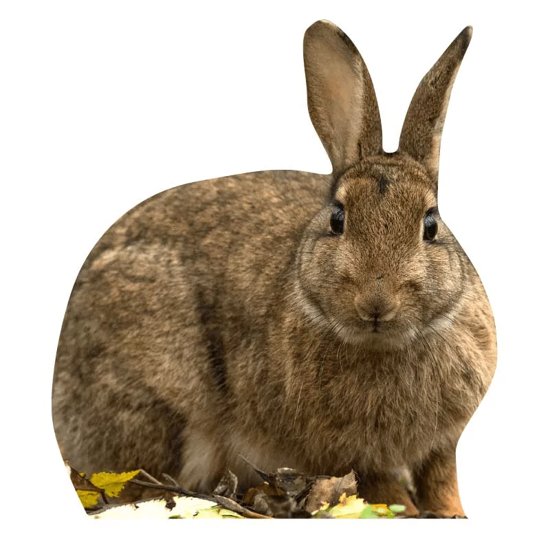 Tieraufsteller Wildkaninchen