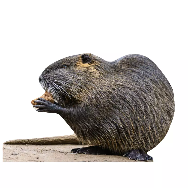 Tieraufsteller Nutria