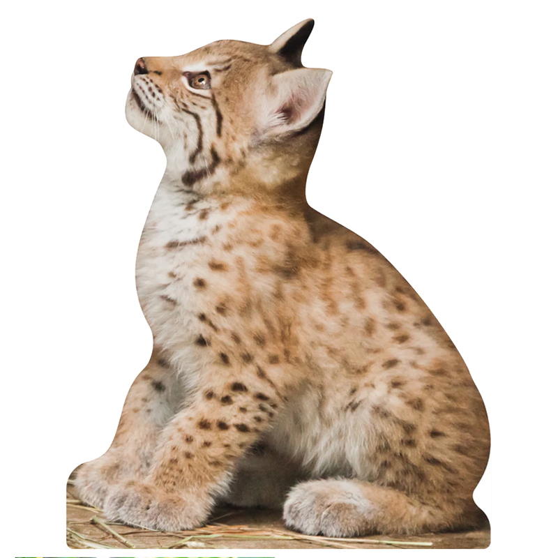 Tieraufsteller Luchs Jungtier