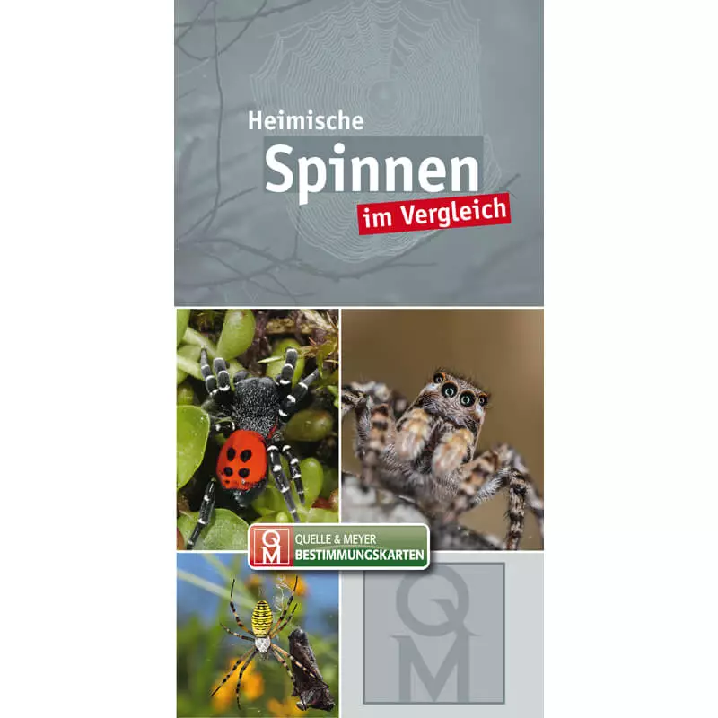 Bestimmungskarte "Heimische Spinnen im Vergleich"
