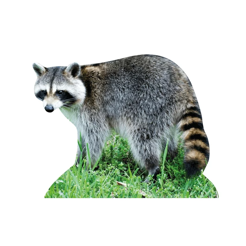Tieraufsteller Waschbär