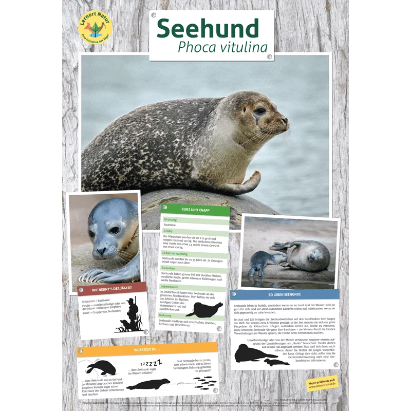 Lernort Natur-Tierposter Seehund