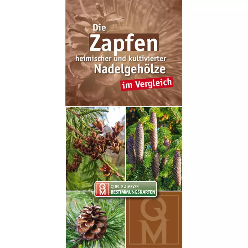 Bestimmungskarte "Die Zapfen heimischer und kultivierter Nadelgehölze im Vergleich"