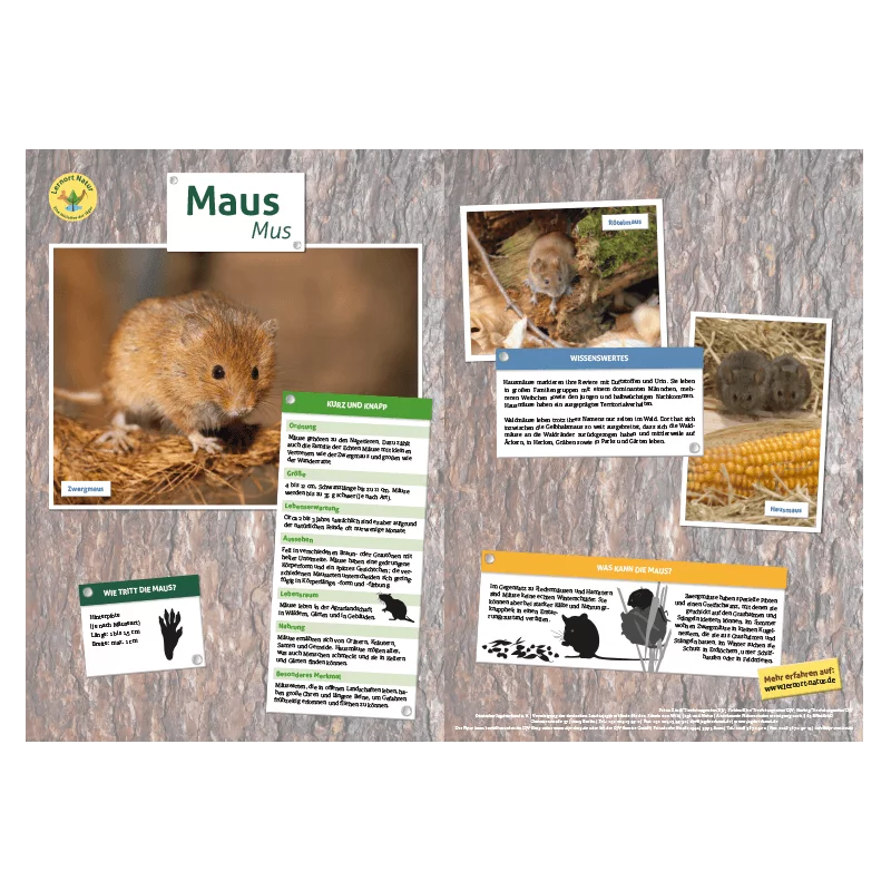 Lernort Natur-Tiertafel DIN A3 Maus