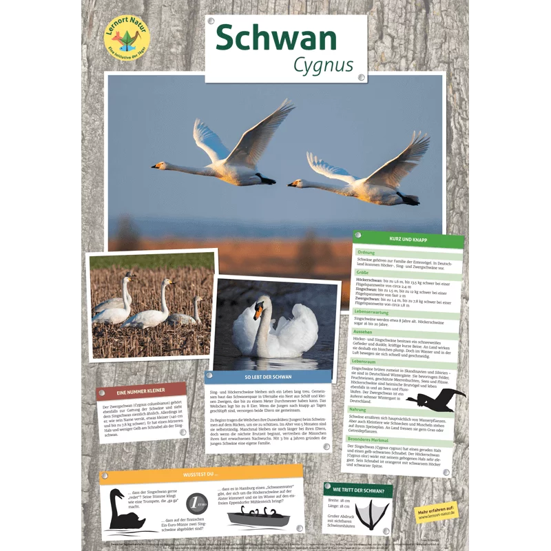 Lernort Natur-Tierposter Schwan