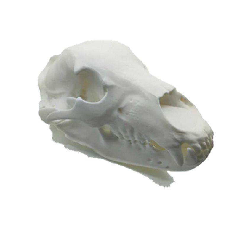Bärenschädel-Replikat (lebensgroß)