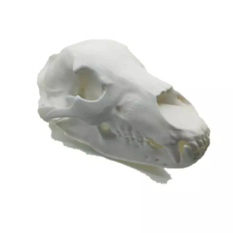 Bärenschädel-Replikat (lebensgroß)