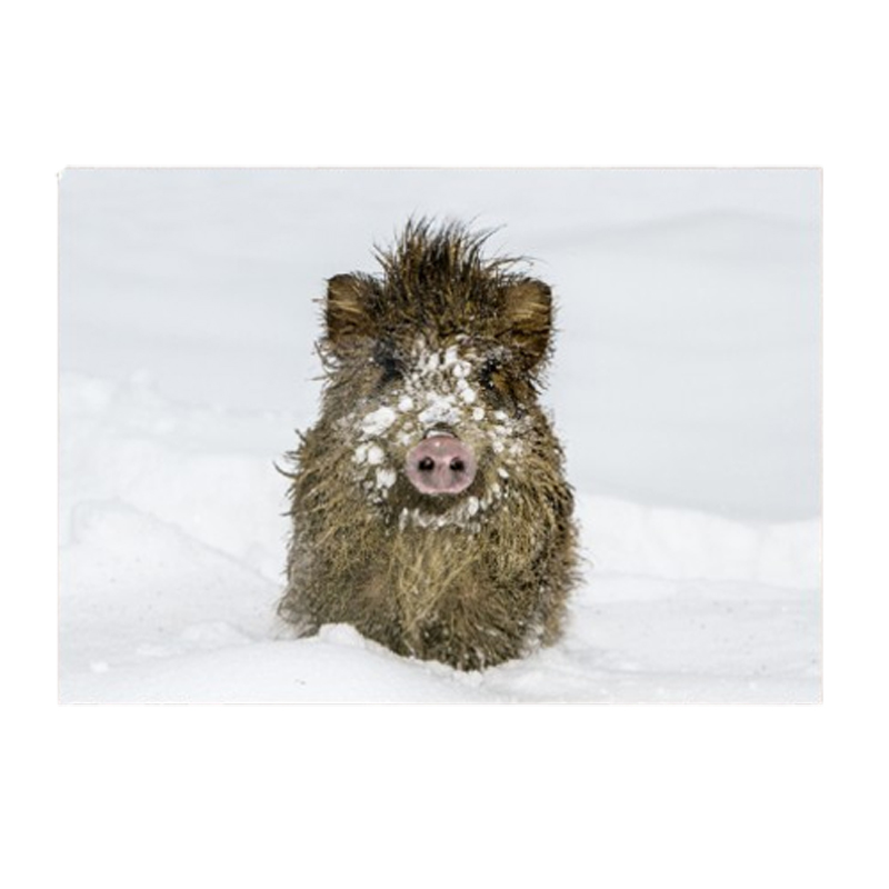 Postkarte "Wildschwein im Schnee"