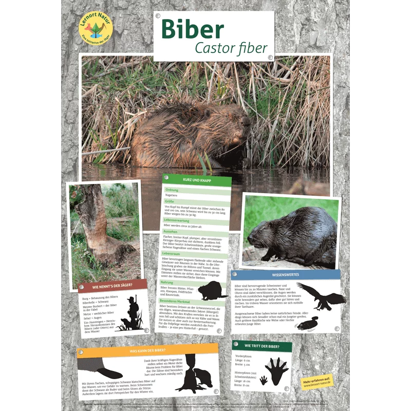 Lernort Natur-Tierposter Biber
