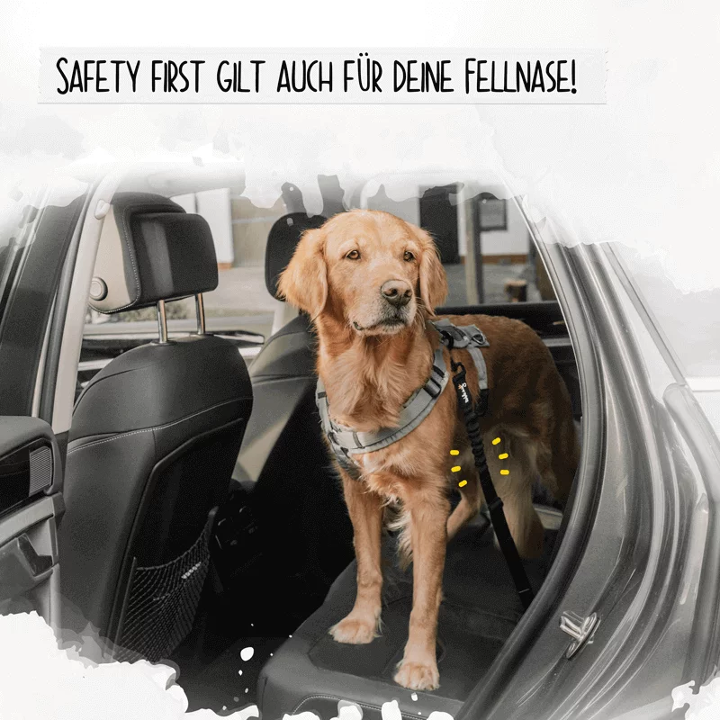 Fellnase-Sicherheit-Auto