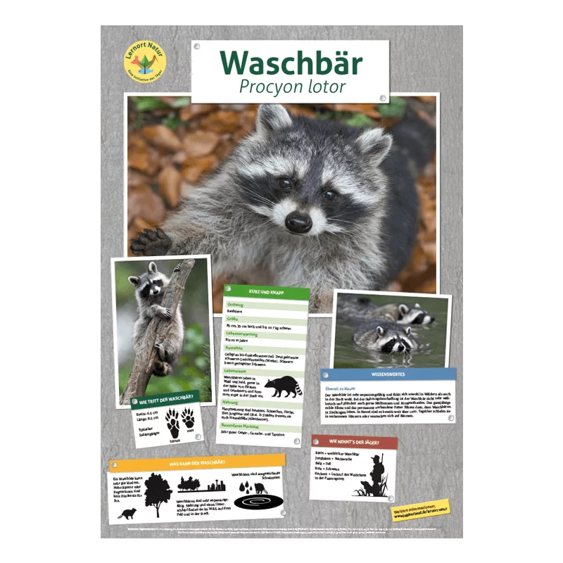 Lernort Natur-Tierposter Waschbär
