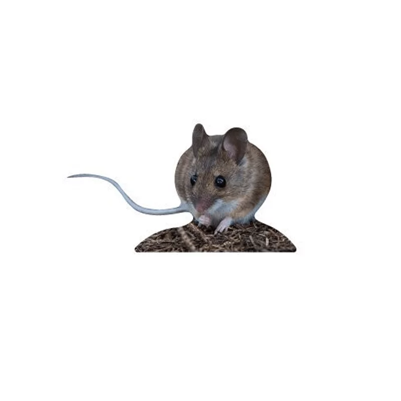 Tieraufsteller Waldmaus