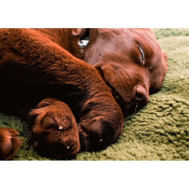 hundedecke-faserpelz-oliv-farm-land-djv