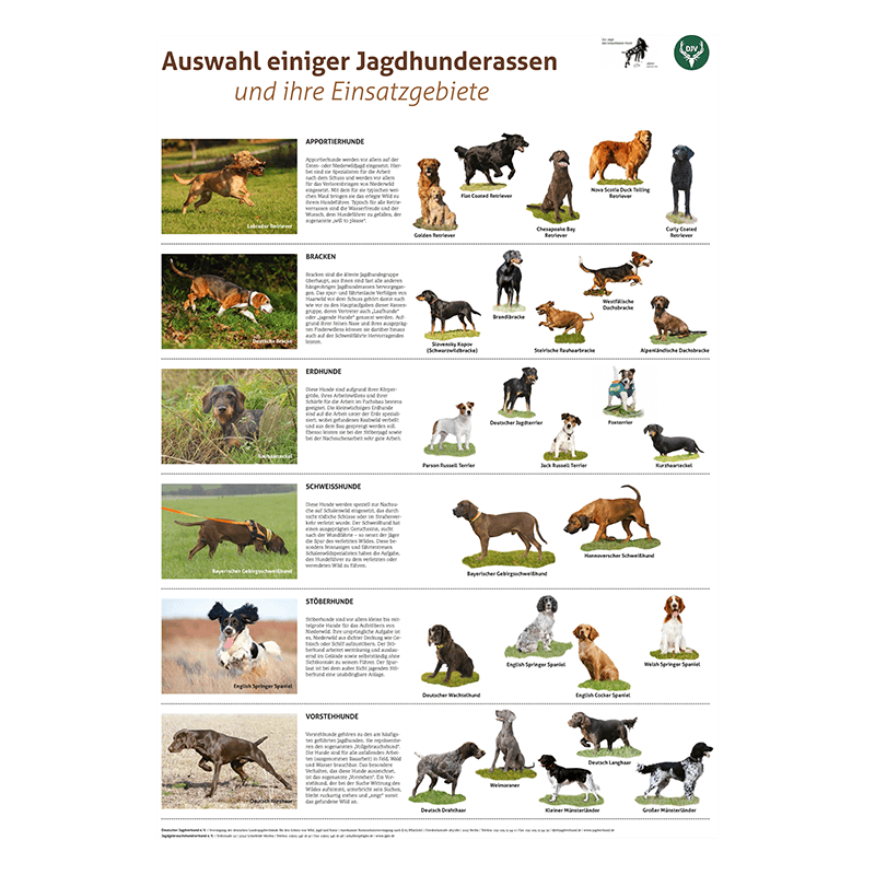 Poster "Jagdhunderassen und ihre Einsatzgebiete"