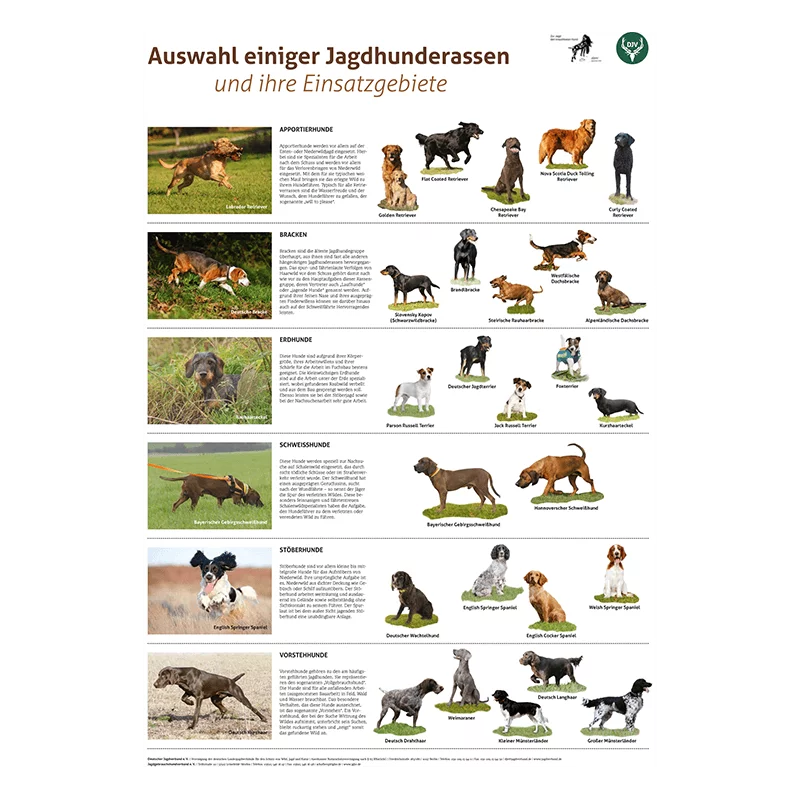 Poster "Jagdhunderassen und ihre Einsatzgebiete"