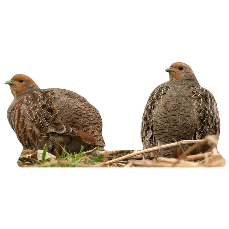 Tieraufsteller Rebhuhn Henne