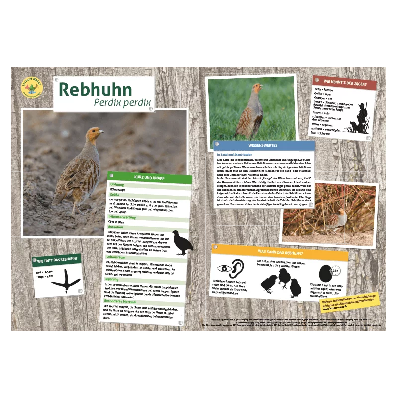 Lernort Natur-Tiertafel DIN A3 Rebhuhn