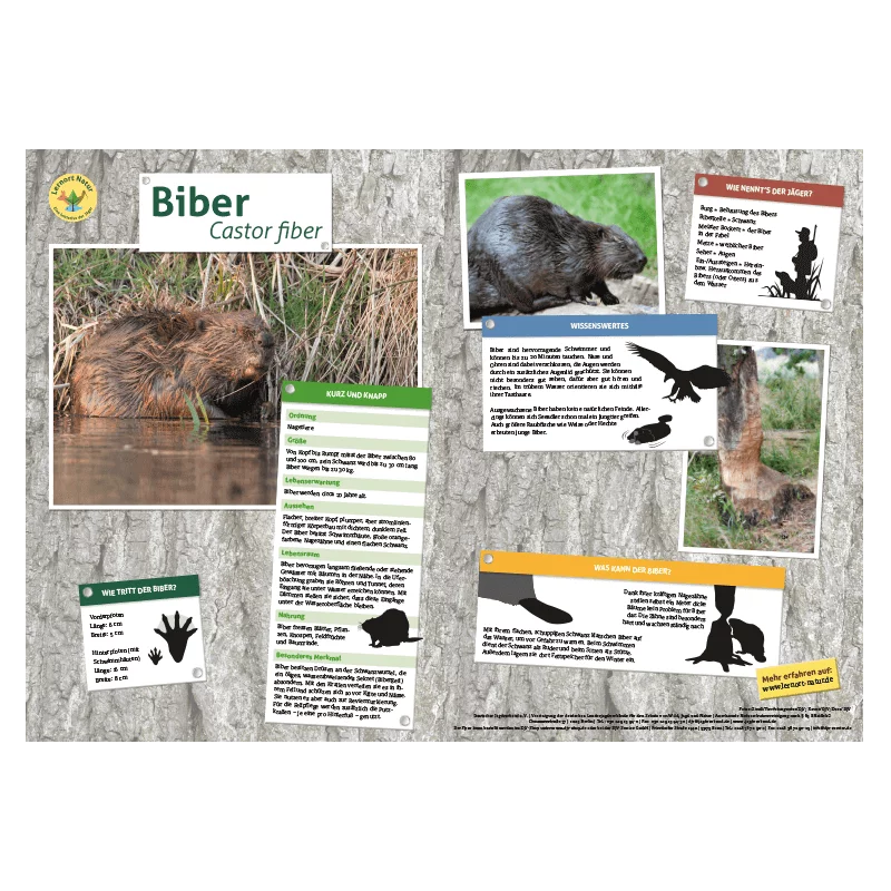 Lernort Natur-Tiertafel DIN A3 Biber