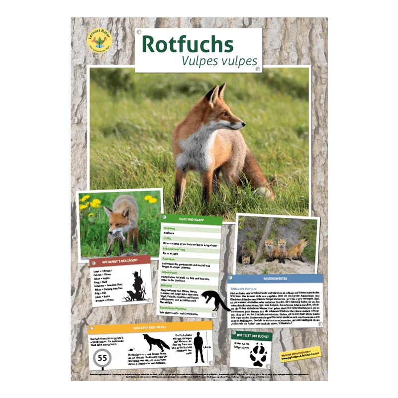 Lernort Natur-Tierposter Fuchs