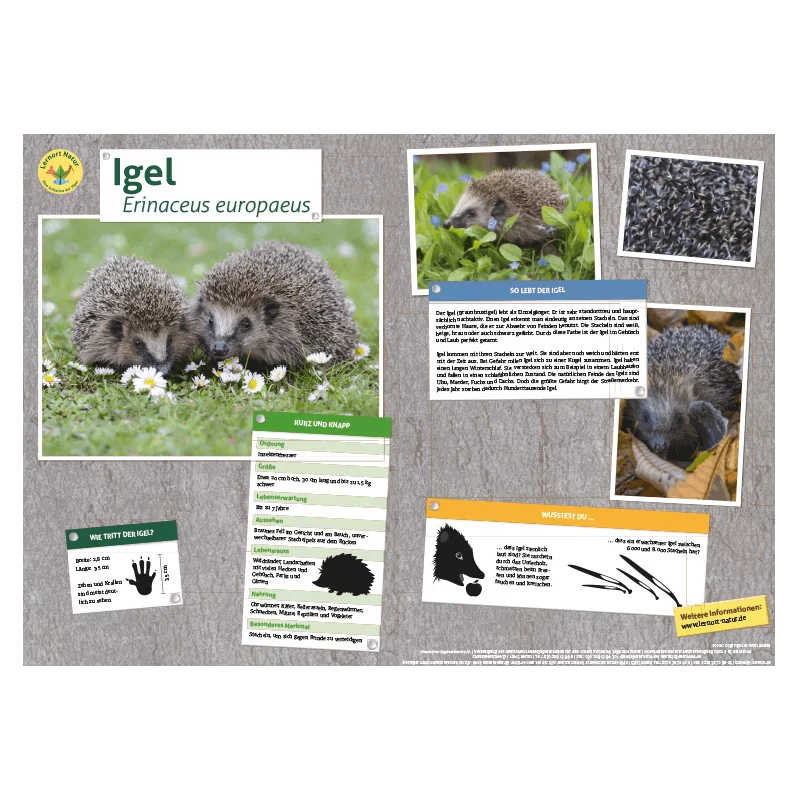 Lernort Natur-Tiertafel DIN A3 Igel