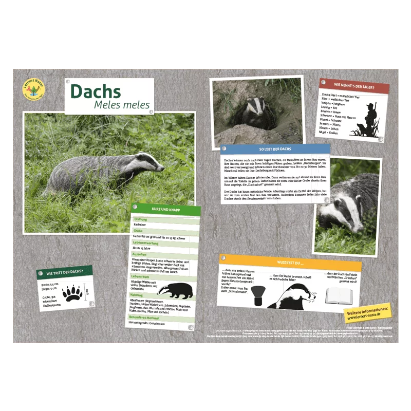 Lernort Natur-Tiertafel DIN A3 Dachs