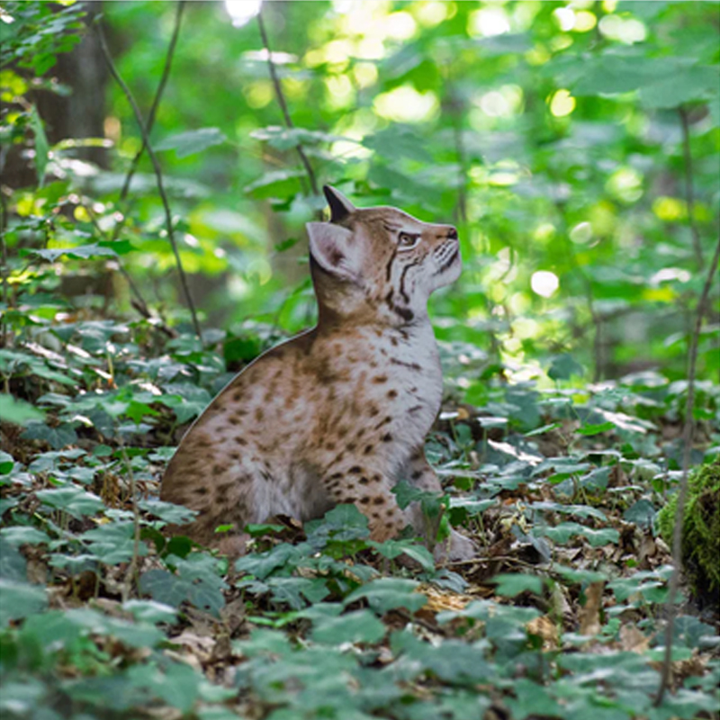 Tieraufsteller Luchs Jungtier