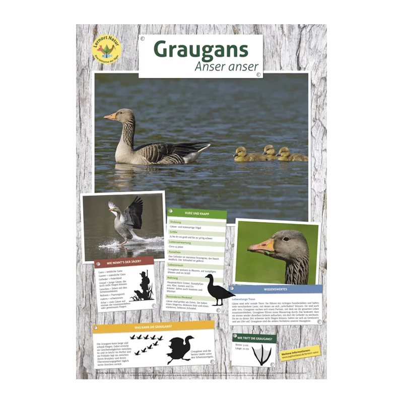 Lernort Natur-Tierposter Graugans