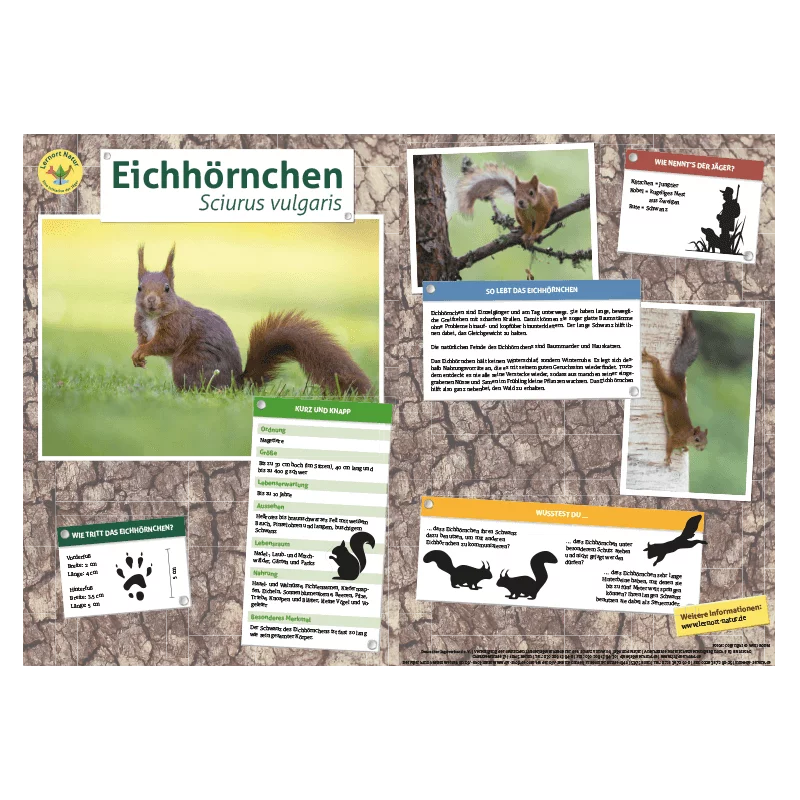 Lernort Natur-Tiertafel DIN A3 Eichhörnchen