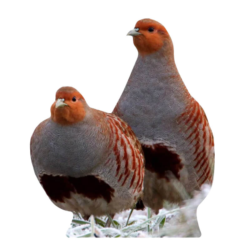 Tieraufsteller Rebhuhn Hahn
