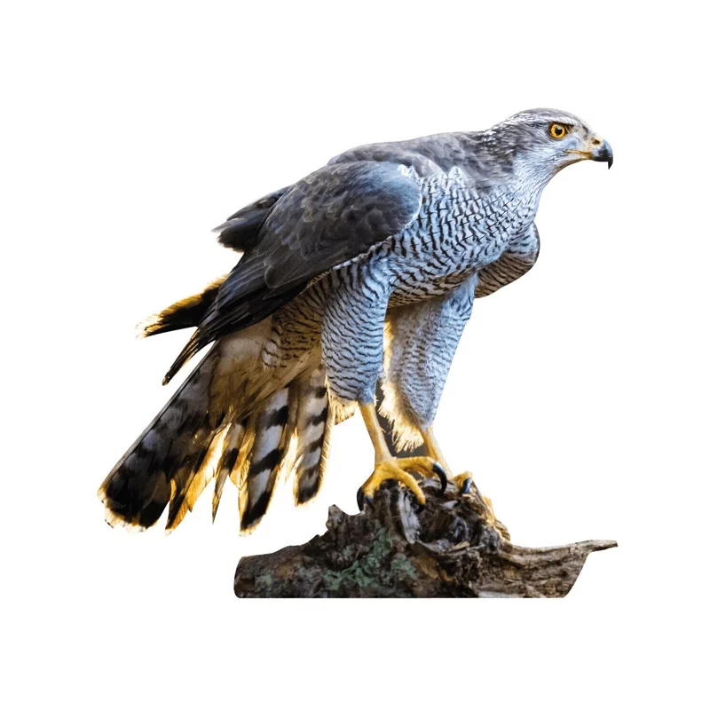 Tieraufsteller Habicht