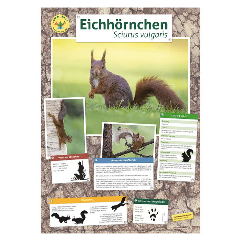 Lernort Natur-Tierposter Eichhörnchen
