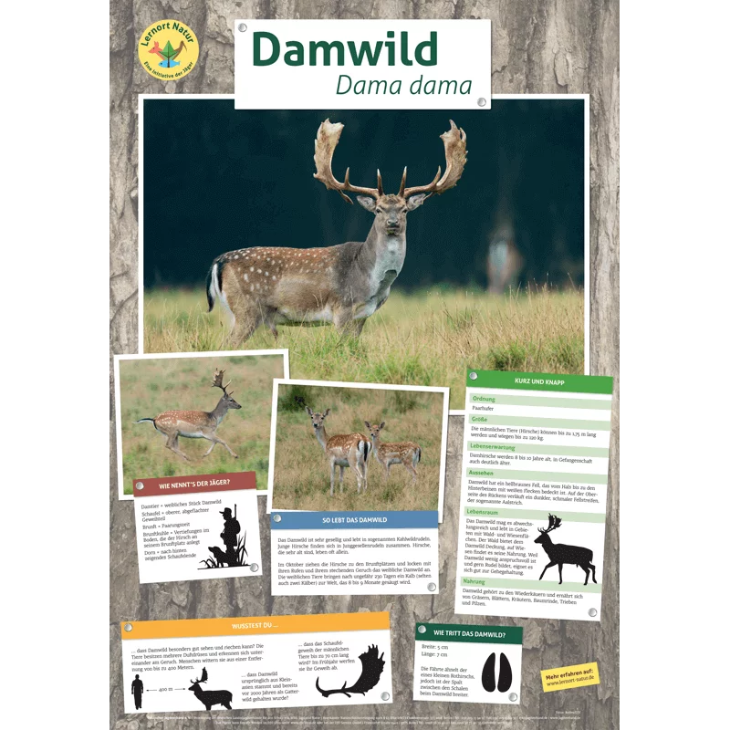 Lernort Natur-Tierposter Damwild