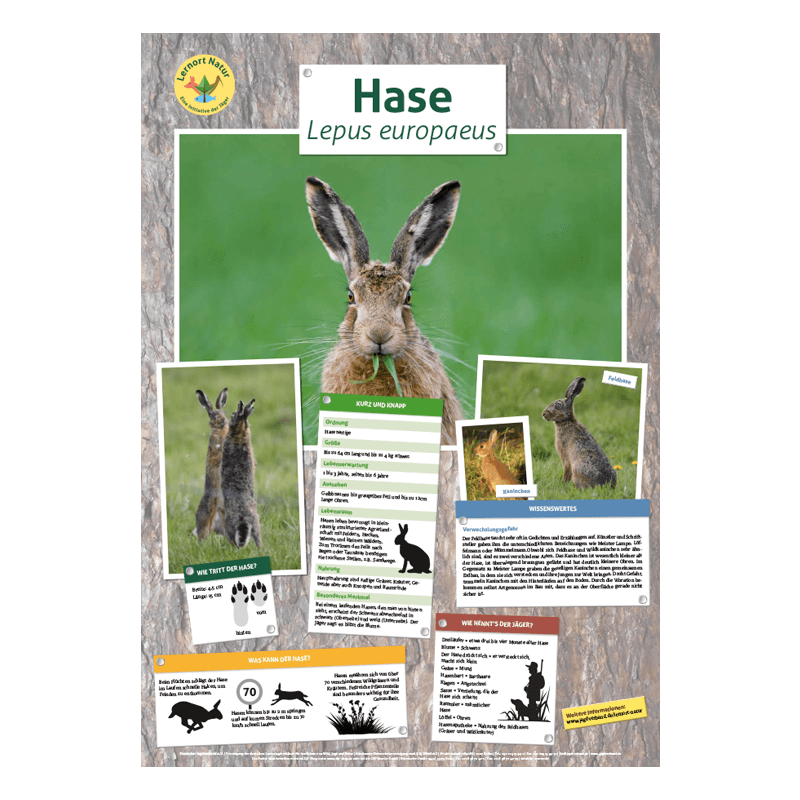 Lernort Natur-Tierposter Hase