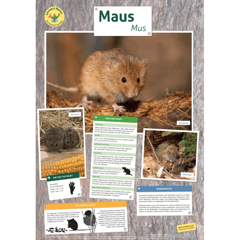 Lernort Natur-Tierposter Maus