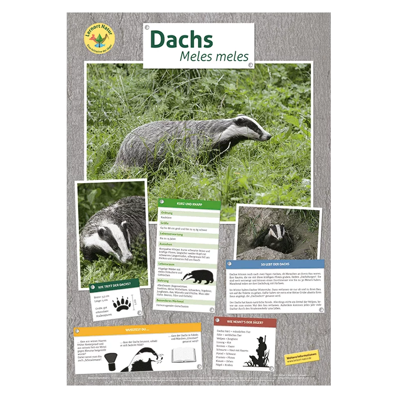 Lernort Natur-Tierposter Dachs