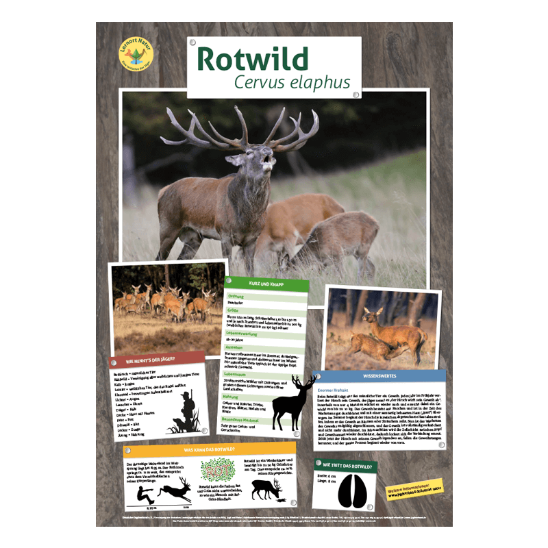 Lernort Natur-Tierposter Rotwild