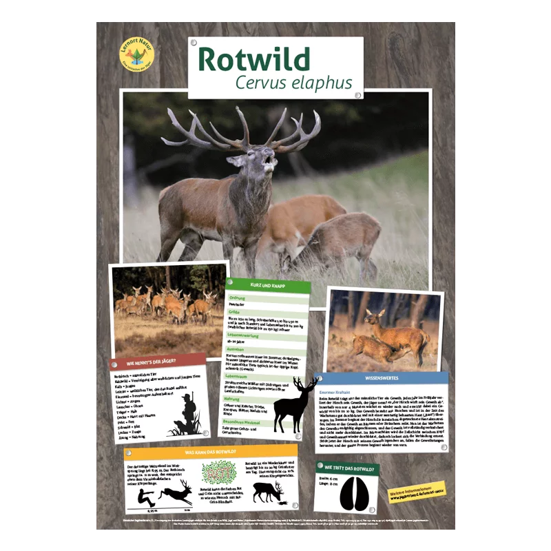 Lernort Natur-Tierposter Rotwild