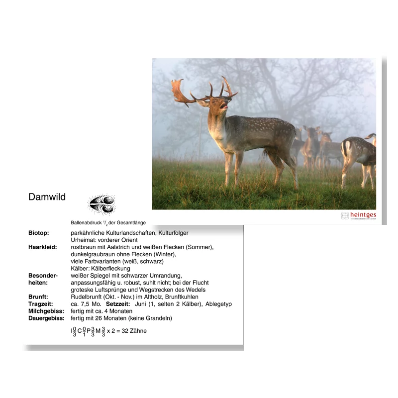 120731_Lernkarten_J-gerpr-fung_einzeln