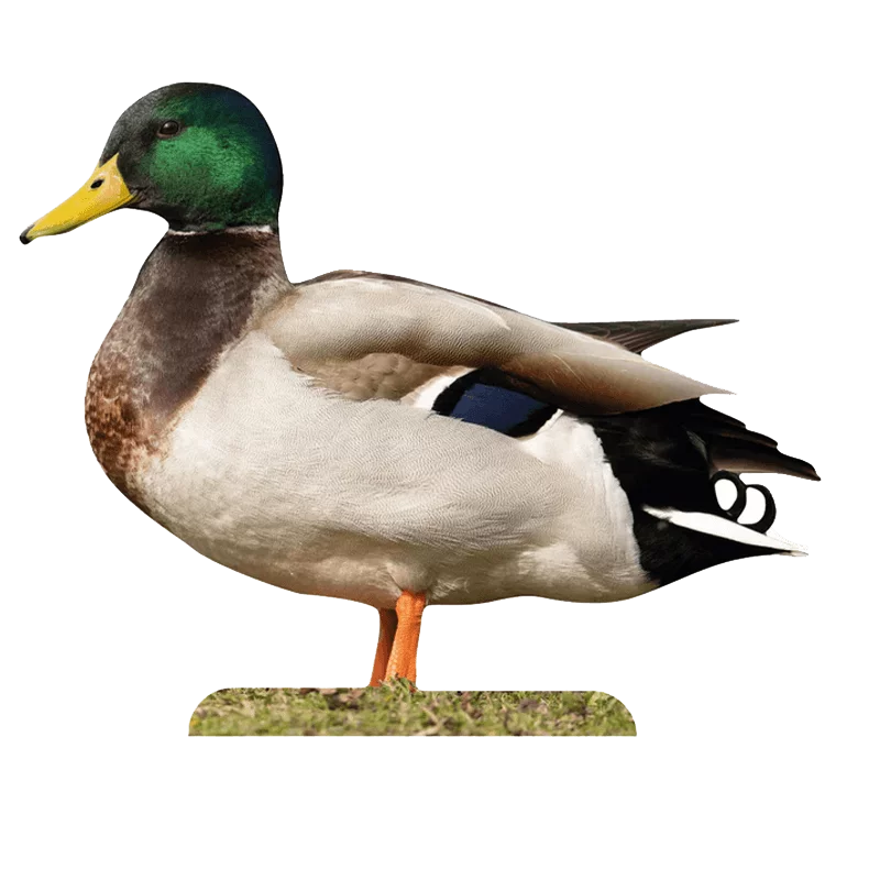 Tieraufsteller Stockente Erpel