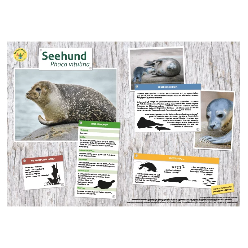 Lernort Natur-Tiertafel DIN A3 Seehund