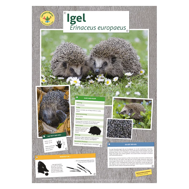 Lernort Natur-Tierposter Igel
