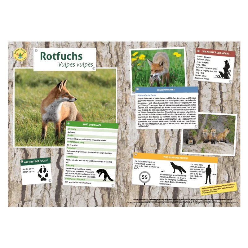 Lernort Natur-Tiertafel DIN A3 Rotfuchs