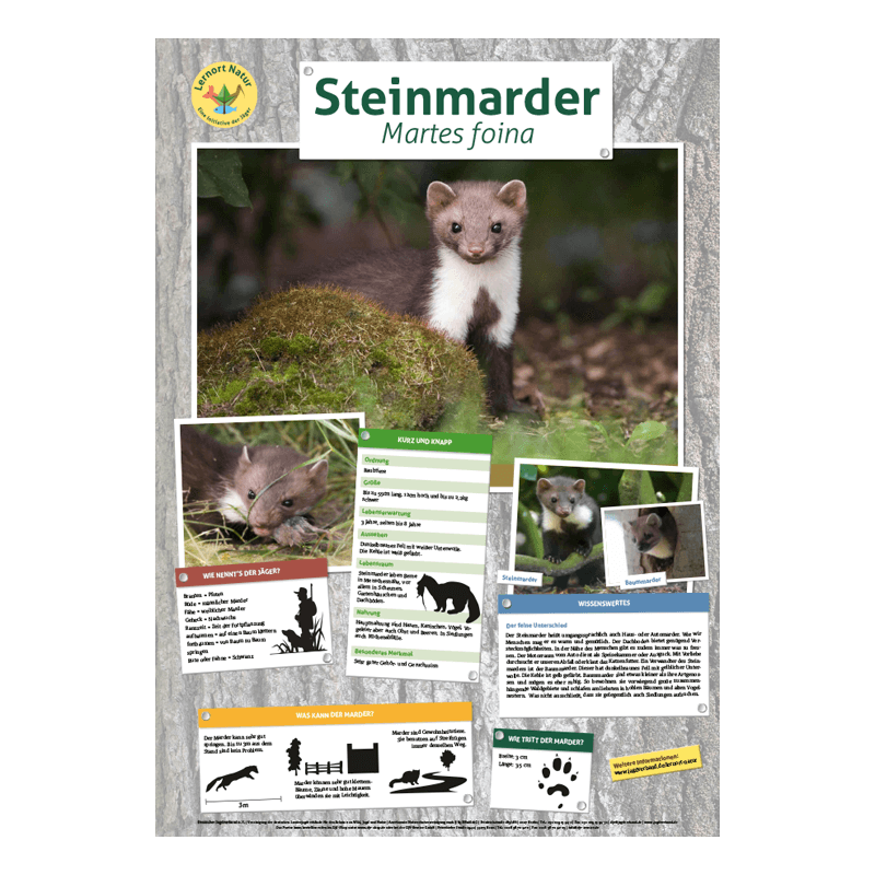 Lernort Natur-Tierposter Marder