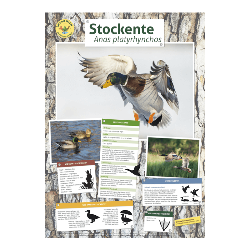 Lernort Natur-Tierposter Stockente