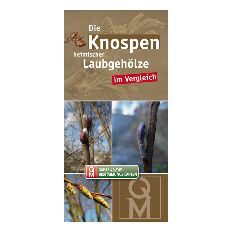 Bestimmungskarte „Die Knospen heimischer Laubgehölze“