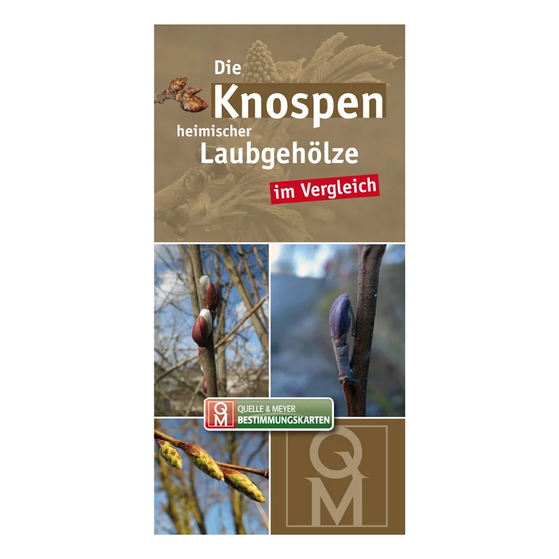 Bestimmungskarte „Die Knospen heimischer Laubgehölze“