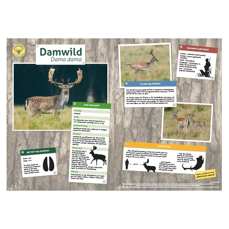 Lernort Natur-Tiertafel DIN A3 Damwild