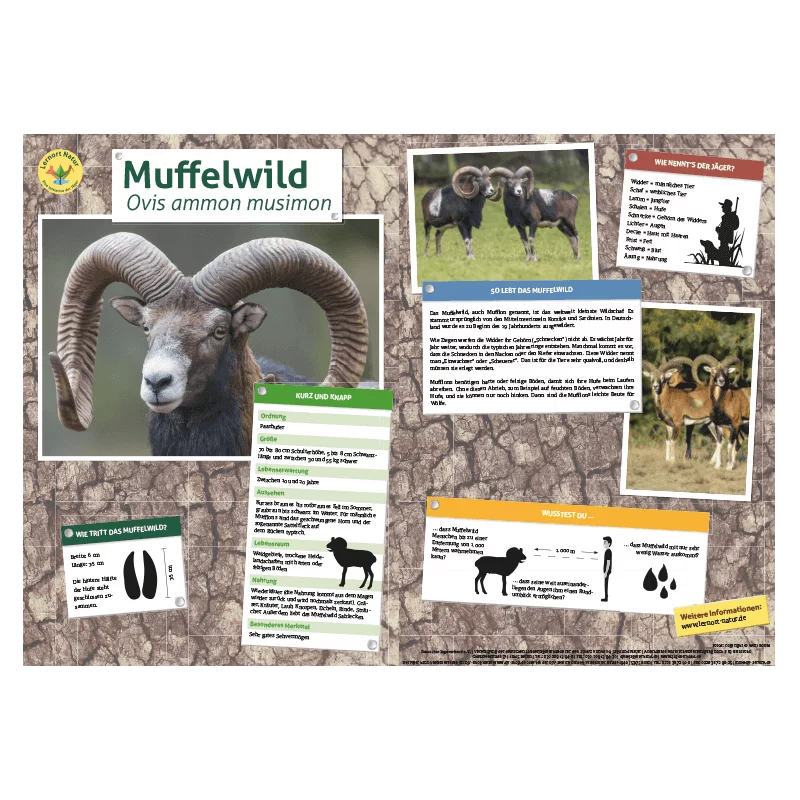 Lernort Natur-Tiertafel DIN A3 Muffelwild